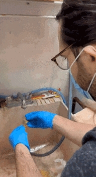 狗子吃掉2萬現(xiàn)金后又拉了出來 主人只能屎里淘金